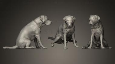 3D model DOG A53 (STL)